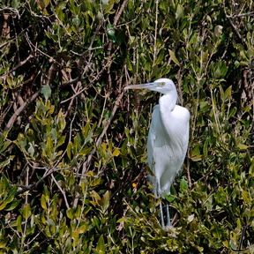 Рифовая цапля (Egretta gularis)