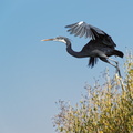 Egretta gularis (рифовая цапля) в мангровых зарослях.