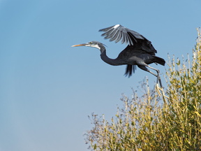 Egretta gularis (рифовая цапля) в мангровых зарослях.