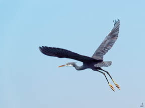 Egretta gularis