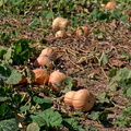 Pumpkins on the way to Shavnabada monastery