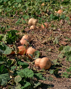 Pumpkins on the way to Shavnabada monastery